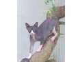 sphynx-kocurik-krytie-small-1