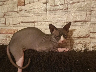sphynx-kocurik-krytie