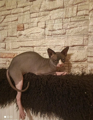 sphynx-kocurik-krytie-big-0