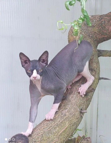 sphynx-kocurik-krytie-big-1