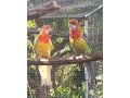 rozela-pestra-small-0