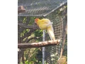 rozela-pestra-small-2