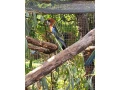 rozela-pestra-small-1