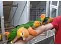 amazonik-bielobruchy-small-0
