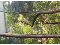 papagaj-spevavy-small-1