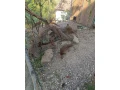 zlaty-bazant-small-0