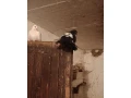 holuby-paviky-small-2