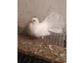 holuby-paviky-small-4