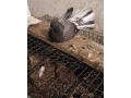 holuby-paviky-small-3