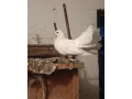 holuby-paviky-small-0
