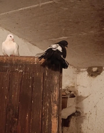 holuby-paviky-big-2
