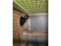 beo-posvatny-gracula-religiosa-small-1