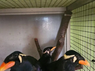 beo-posvatny-gracula-religiosa