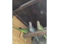 mnich-sedy-small-2