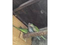 mnich-sedy-small-3