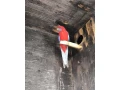 rozela-penant-small-1