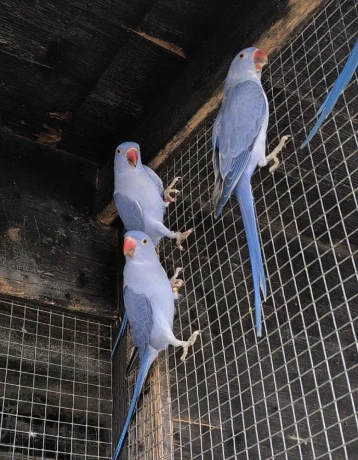 alexander-maly-violet-big-0