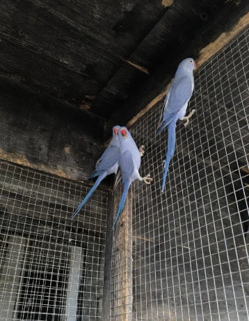 alexander-maly-violet-big-2