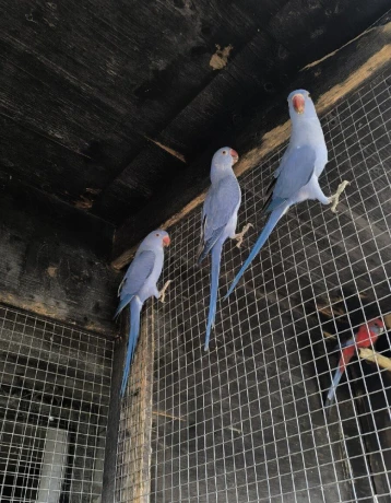 alexander-maly-violet-big-1