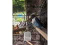 agapornis-small-1