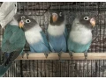 agapornis-small-0