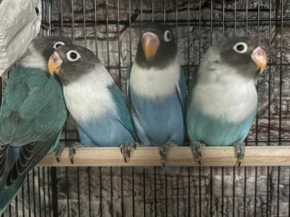 agapornis