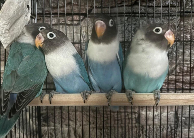 agapornis-big-0