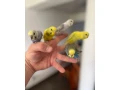 andulky-krotke-mlade-small-3