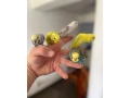 andulky-krotke-mlade-small-2