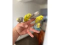 andulky-krotke-mlade-small-0
