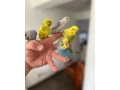 andulky-krotke-mlade-small-1