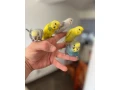 andulky-krotke-mlade-small-4