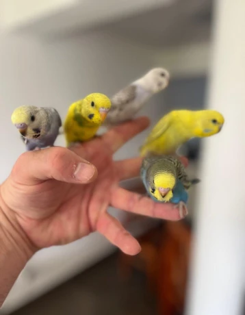 andulky-krotke-mlade-big-3
