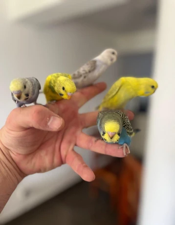andulky-krotke-mlade-big-2
