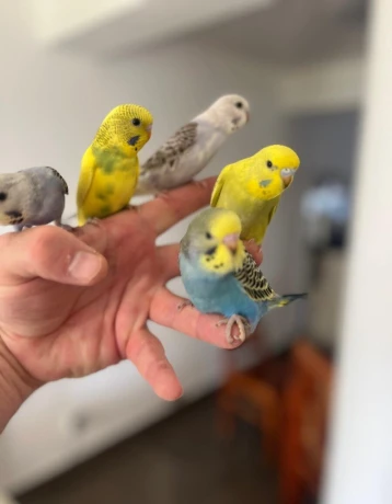 andulky-krotke-mlade-big-1