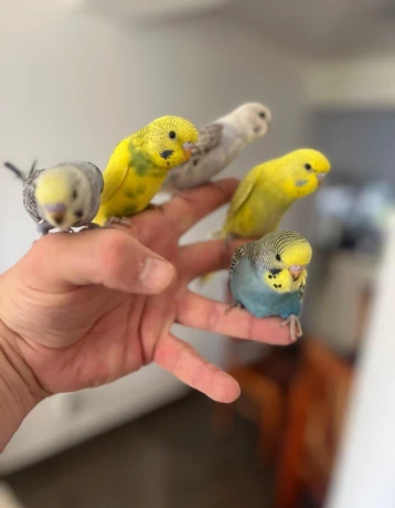 andulky-krotke-mlade-big-4