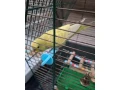 krotka-andulka-a-korela-small-1