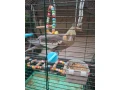 krotka-andulka-a-korela-small-0