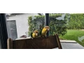 amazonik-bielobruchy-mladata-na-predaj-small-0