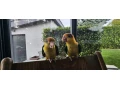 amazonik-bielobruchy-mladata-na-predaj-small-3