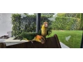 amazonik-bielobruchy-mladata-na-predaj-small-1