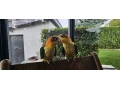 amazonik-bielobruchy-mladata-na-predaj-small-2