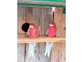 rozela-pestra-small-0