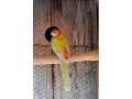 rozela-pestra-small-4