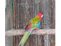 rozela-pestra-small-2