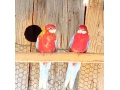 rozela-pestra-small-1