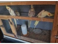 predam-andulky-korely-small-1