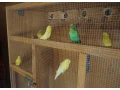 predam-andulky-korely-small-0