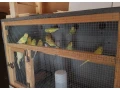 predam-andulky-korely-small-3
