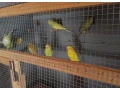 predam-andulky-korely-small-2